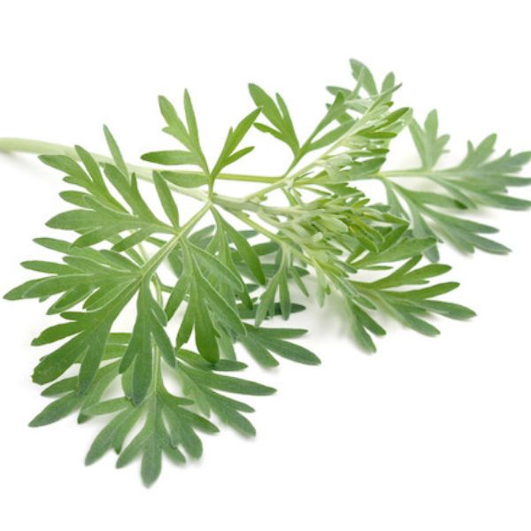 Absinthium artemesia