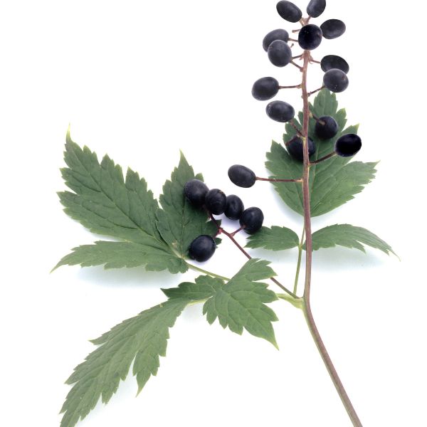 Actaea spicata plant
