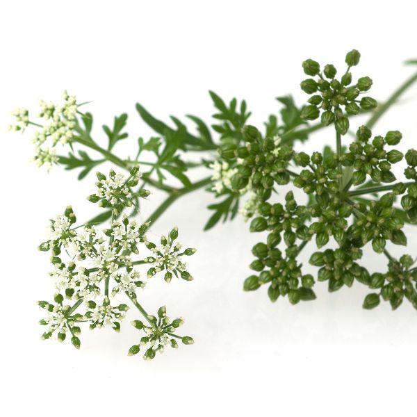 Aethusa cynapium homeopathic remedy in various sizes and delivery formats such as pillules, drops or spray