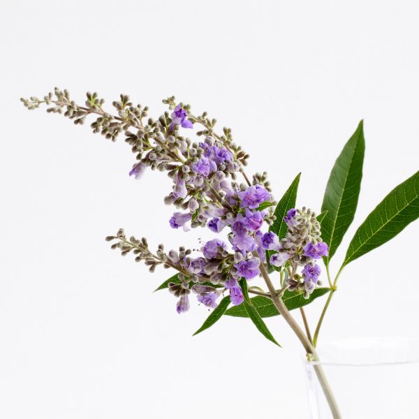 Agnus castus homeopathic remedy in selectable delivery methods: pillules, drops or spray in a labelled container