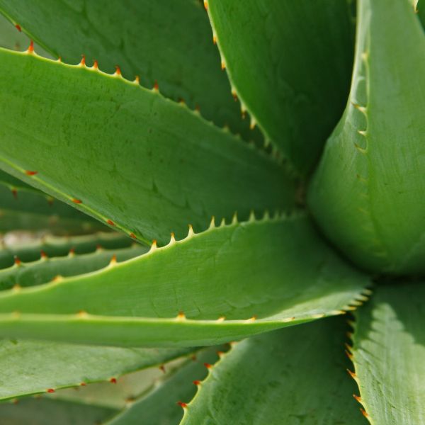Aloe socotrina homeopathic product in either a pillule or liquid form, presented in a labelled smaller or larger bottle