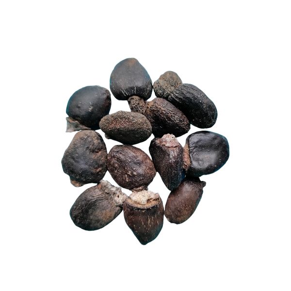 Anacardium orientale homeopathic remedy available in pillules, drops and spray formats