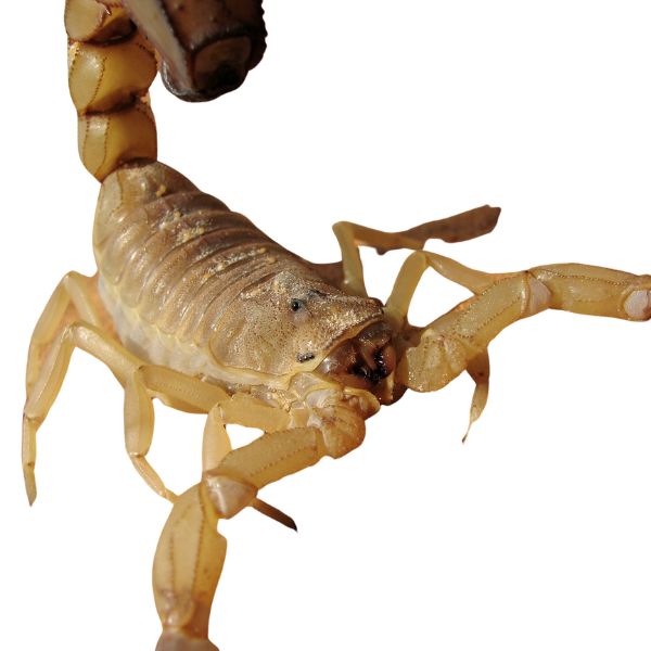 Androctonus amoreuxii hebraeus
