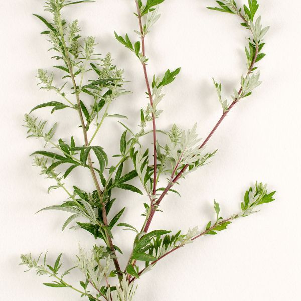 Artemisia vulgaris
