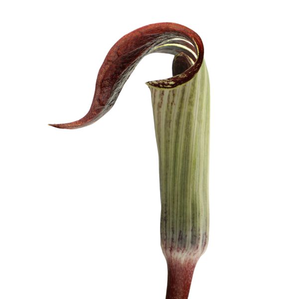 Arum triphyllum