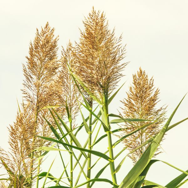 Arundo mauritanica