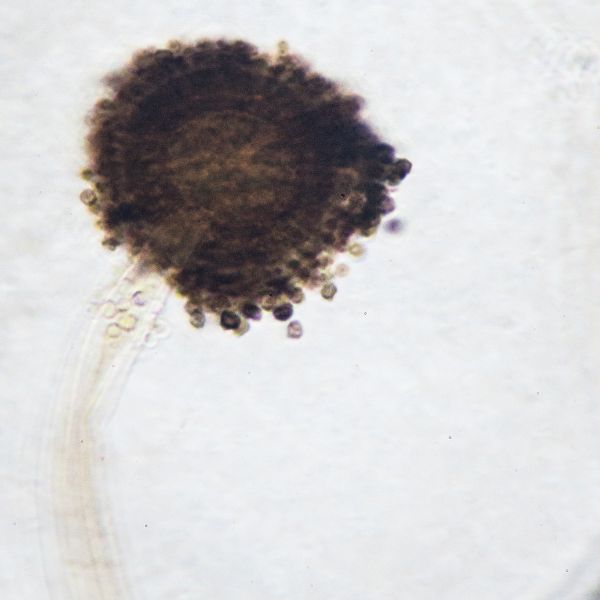Aspergillus niger homeopathic product in selectable size and delivery method options like liquid drops, sprays, or pillules