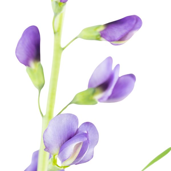 Baptisia tinctoria, a homeopathic remedy in a labelled bottle, available in variations of pillules, drops or spray