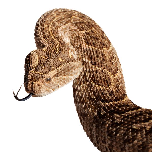 Bitis arietans