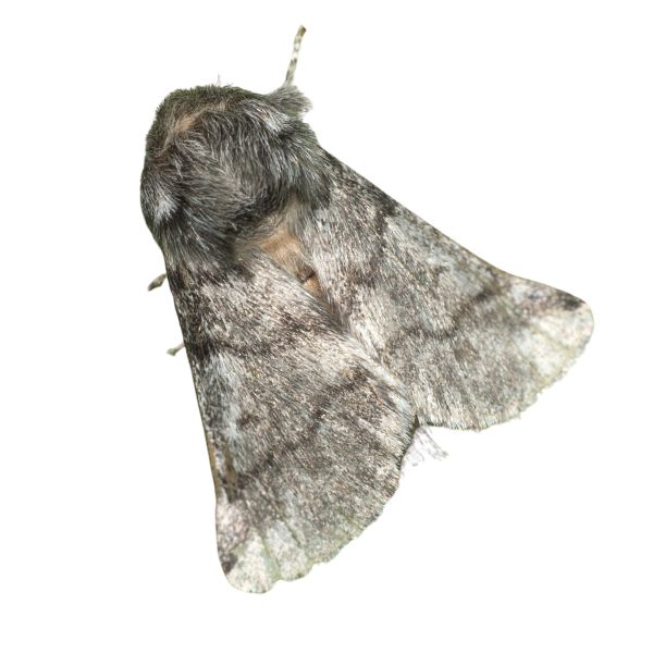 Bombyx processionea homeopathic remedy in various sizes and formats: pillules, drops or spray