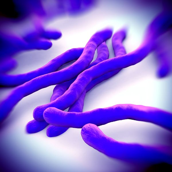 Borrelia burgdorferi nosode