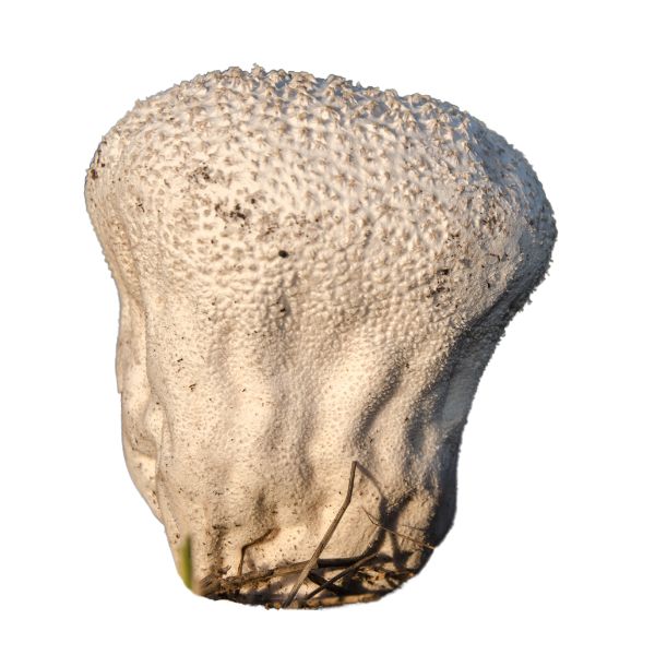 Bovista lycoperdon Puff Ball fungi homeopathic remedy in a standard pillule, drop, or spray bottle