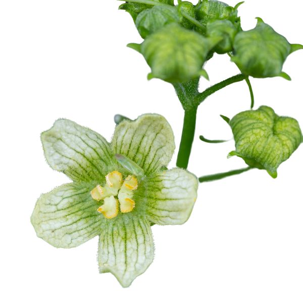 Bryonia alba homeopathic remedy in pillules, drops or spray forms, available in different sizes and potencies