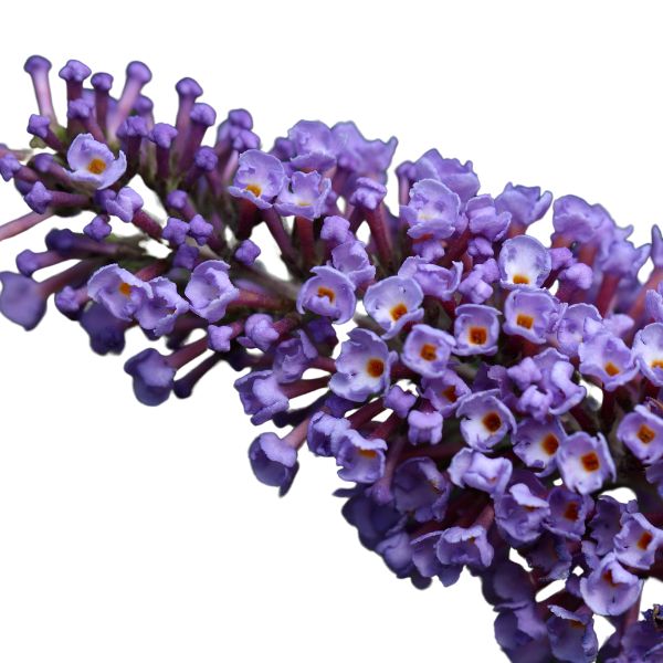 Homeopathic Buddleja davidii product in various sizes and forms like pillules, drops, and spray.
