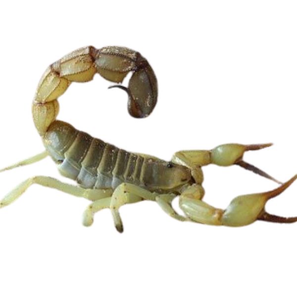 Yellow fat tailed scorpion Buthus australis homeopathic remedy in a variety of formats: pillules, drops or spray