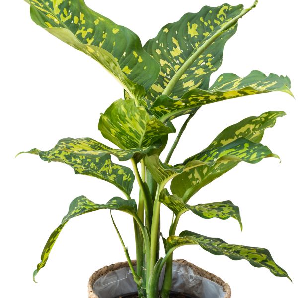 Bottle of Caladium seguinum homeopathic remedy in pillules, drops, or spray form from Dieffenbachia seguine plant