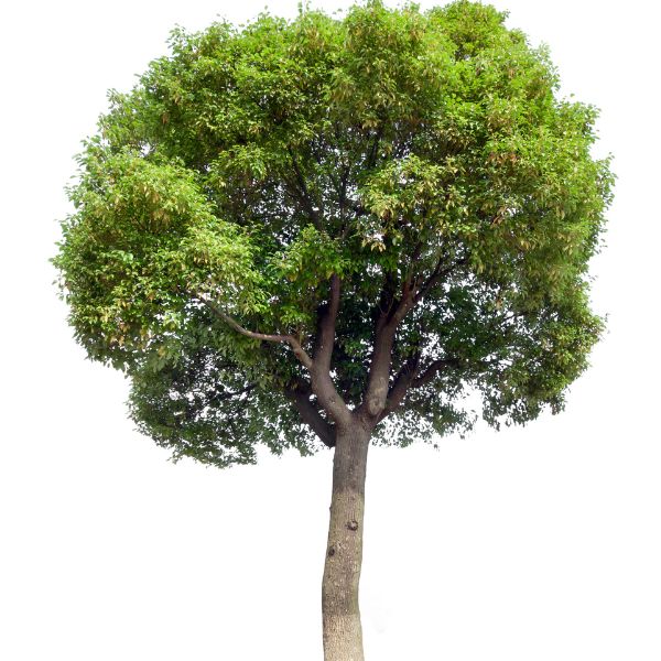 Camphora officinalis homeopathic remedy in various forms including pillules, drops, and spray in different sizes.