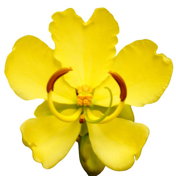 Cassia sophera homeopathic remedy in pillules, drops or spray format with a labeled bottle indicating the size and potency