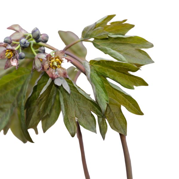 Caulophyllum thalictroides homeopathic remedy in selectable sizes and delivery methods—pillules, drops, or spray