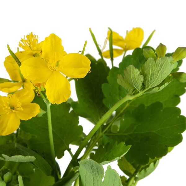 Chelidonium majus homeopathic remedy in a choice of pillules, drops or spray, packaged in a 10ml or 20ml bottle