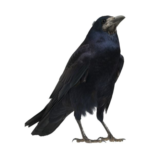 Corvus corax homeopathic product in a labeled bottle with choice of pillules, drops or spray