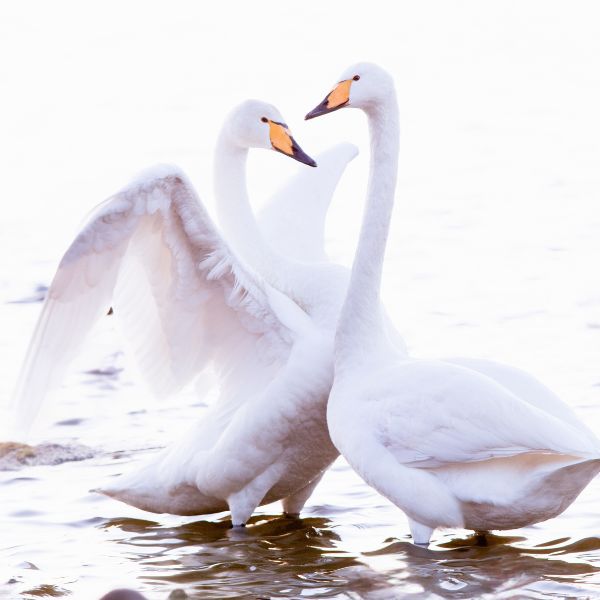 Cygnus cygnus homeopathic remedy in pillules, drops or spray options showcasing a Whooper Swan