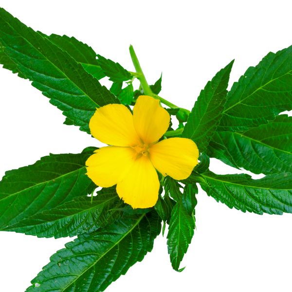 Damiana homeopathic remedy in options of pillules, drops, or spray, available in 10ml and 20ml sizes