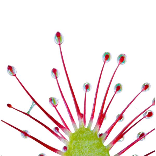 Drosera rotundifolia homeopathy product in choice of pillules, drops or spray