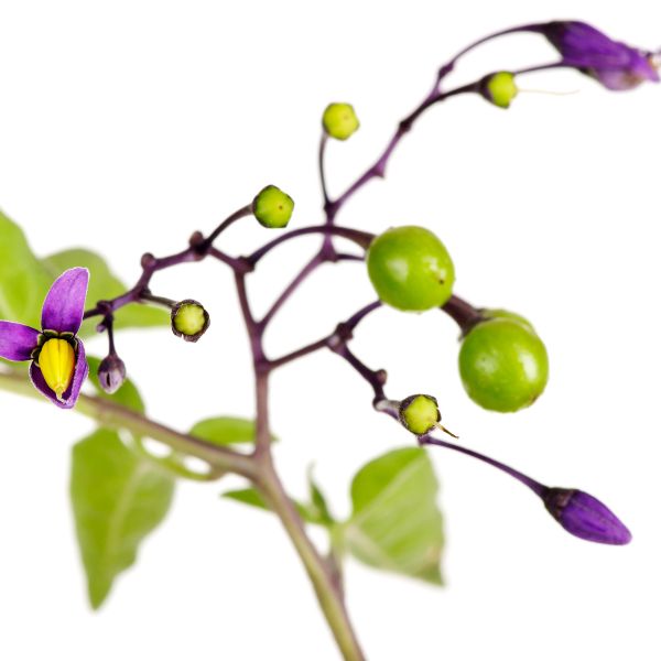 Dulcamara homeopathic remedy in choice of pillules, drops or spray, sourced from Bitter-sweet plant