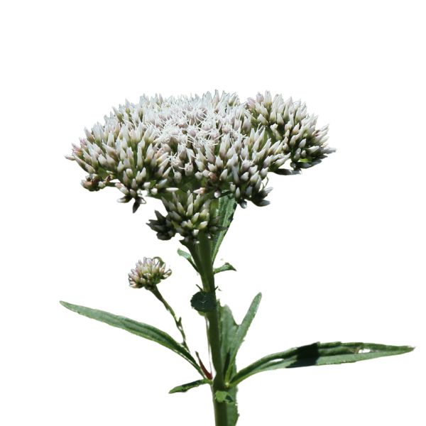 Bottle of Eupatorium perfoliatum homeopathic remedy with options for pillules, drops, or spray delivery