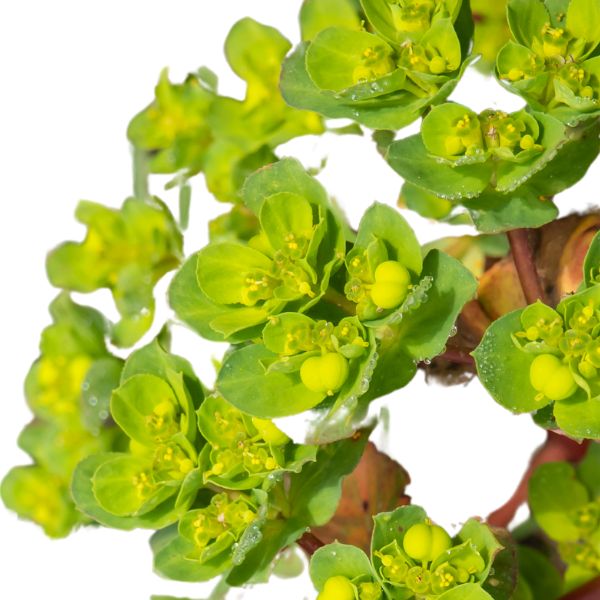 Euphorbia peplus homeopathic product in a selection of sizes and formats, including pillules, drops, and spray