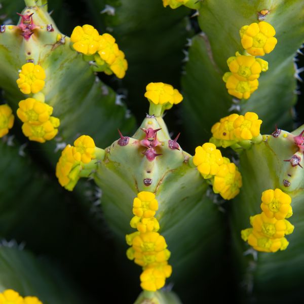 Euphorbium officinarum homeopathic remedy in various sizes and delivery methods available such as pillules, drops or spray
