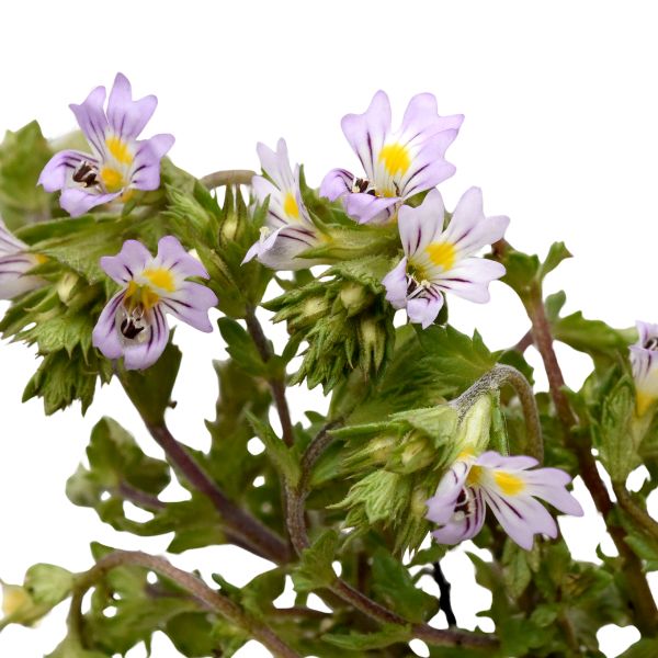 Euphrasia officinalis homeopathic remedy in a choice of pillules, drops or spray with selectable size options