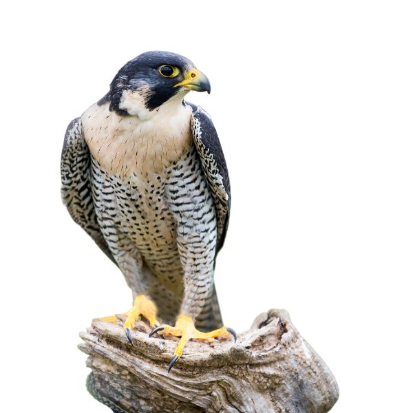 Peregrine Falcon homeopathic remedy in selectable sizes with options for pillules, drops, or spray delivery