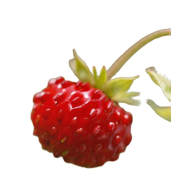 Homeopathic Fragaria vesca product in a labelled bottle, available in pillules, drops or spray form
