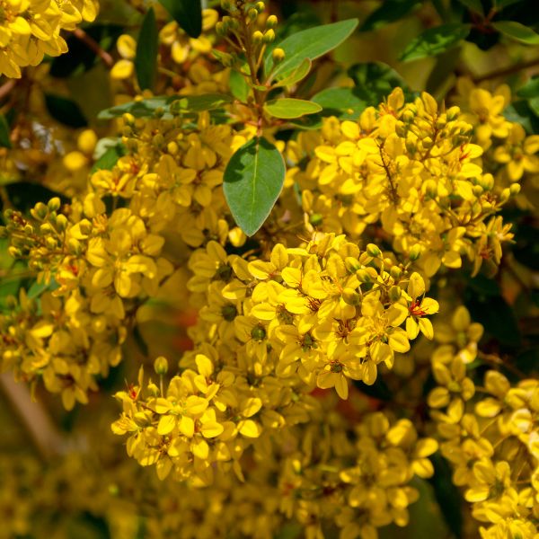 Galphimia glauca
