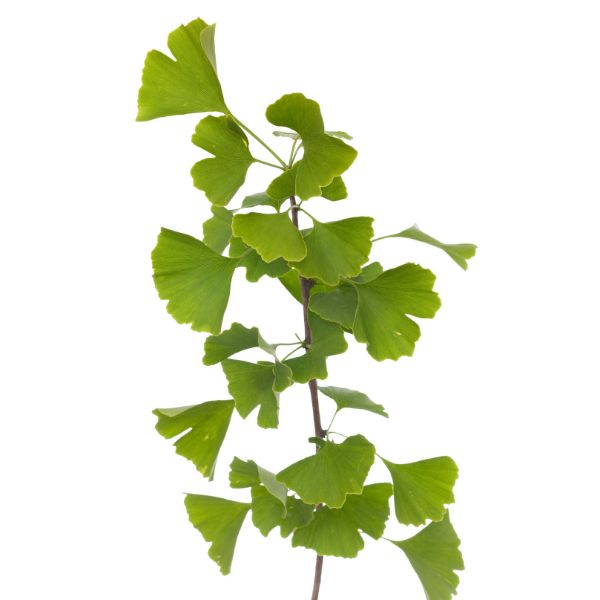 Ginkgo biloba homeopathic remedy in a labelled bottle with options for pillules, drops, or spray delivery