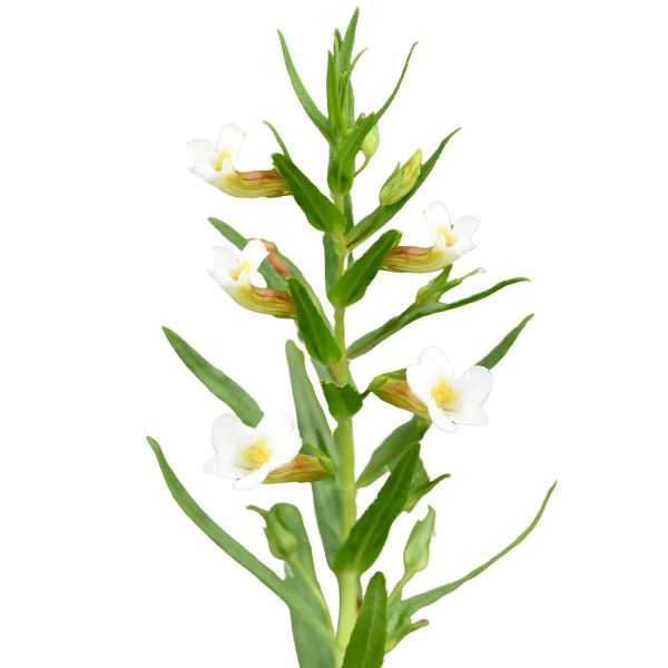 Gratiola officinalis homeopathic product in multiple sizes with options for pillules, drops or spray