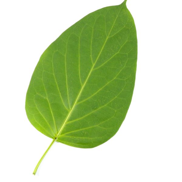 Gymnema sylvestre