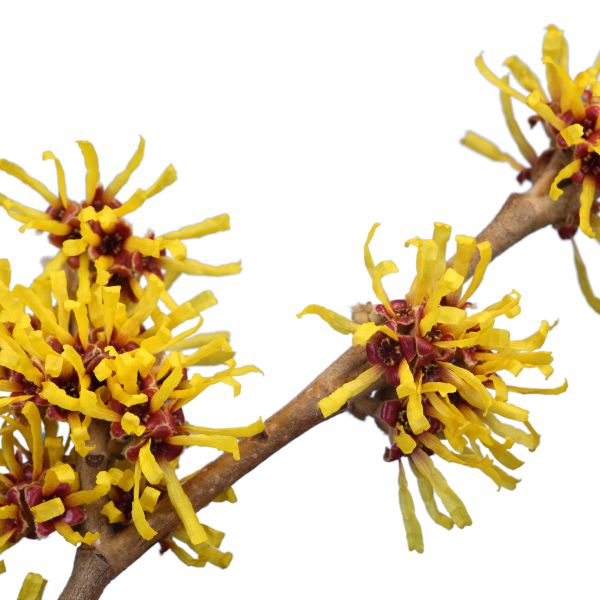 Hamamelis virginiana homeopathy product in various sizes and delivery methods including pillules, drops and spray.