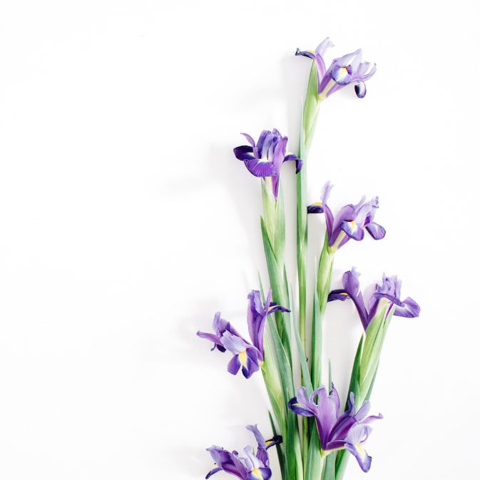 Iris versicolor homeopathic remedy in versatile options including pillules, drops, and spray in distinct sizes.