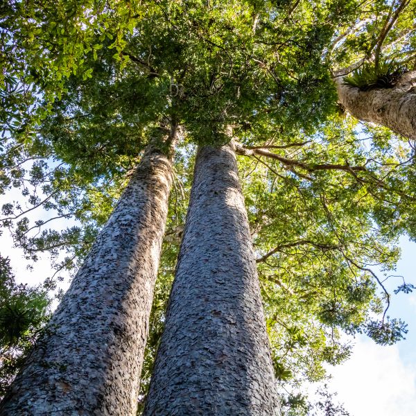 Kauri
