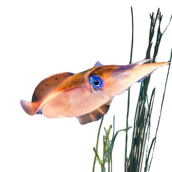 Cuttlefish ink-derived Sepia officinalis remedy in flexible options of pillules, drops or spray
