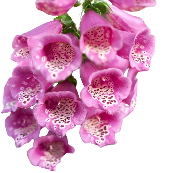 Foxglove-derived Digitalis purpurea in a labeled container with selectable sizes and delivery methods including pillules, drops, and spray