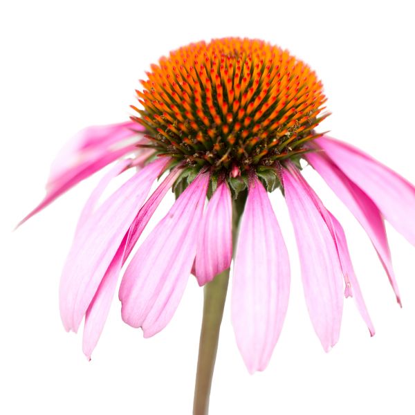Echinacea angustifolia homeopathic remedy in a marked bottle, available in pillules, drops, or spray form