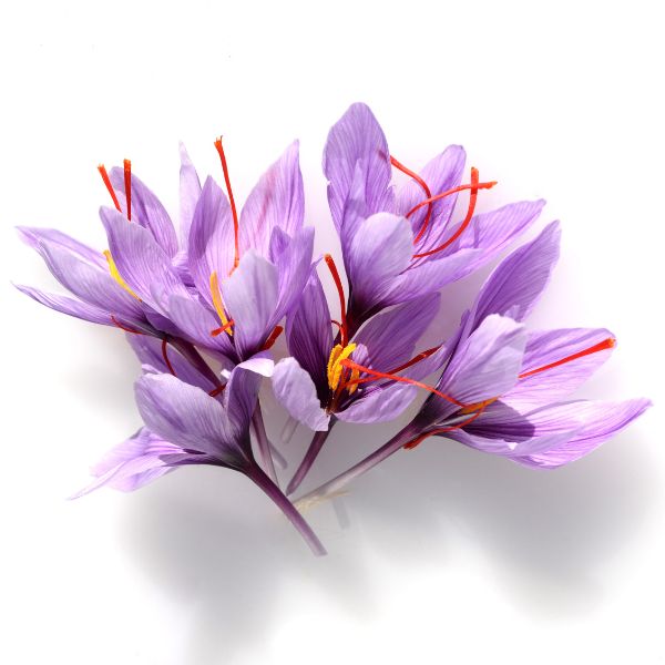crocus sativus