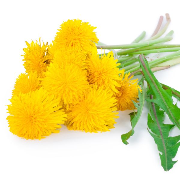 Dandelion derived Taraxacum officinale homeopathic remedy in a labelled bottle with options for pillules, drops or spray delivery method