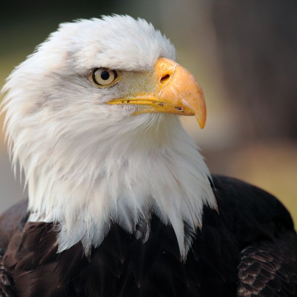 Bald Eagle-sourced Haliaeetus leucocephalus homeopathic remedy in selectable sizes and delivery methods of pillules, drops, or spray.