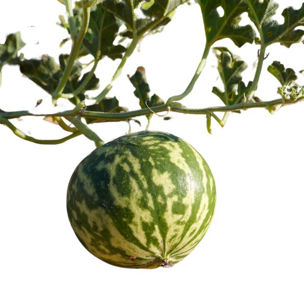 Colocynthis