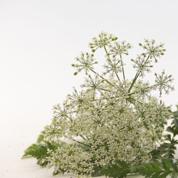 Conium maculatum homeopathic remedy in a small bottle, options available in pillules, drops or spray